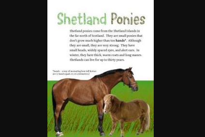 Shetland-ponies-hero.png