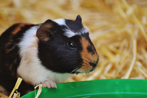 Guinea-pig on straw