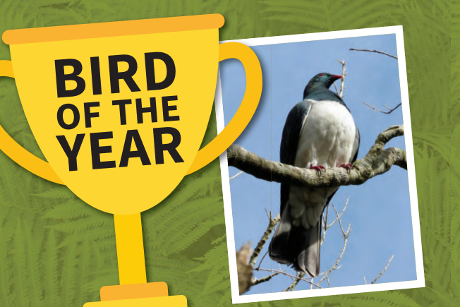 Hero image for Bird of the Year
