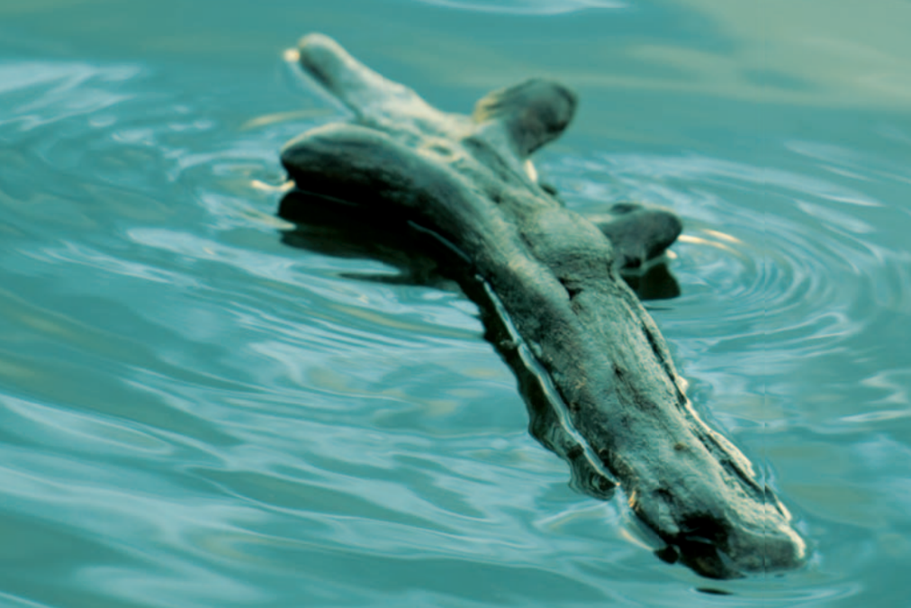 Stick drifting on water