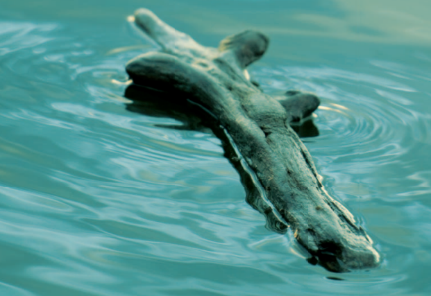 Photograph of a log floating in water 