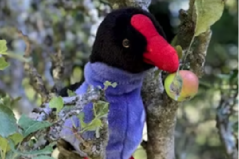 Soft toy pūkeko in an apple tree