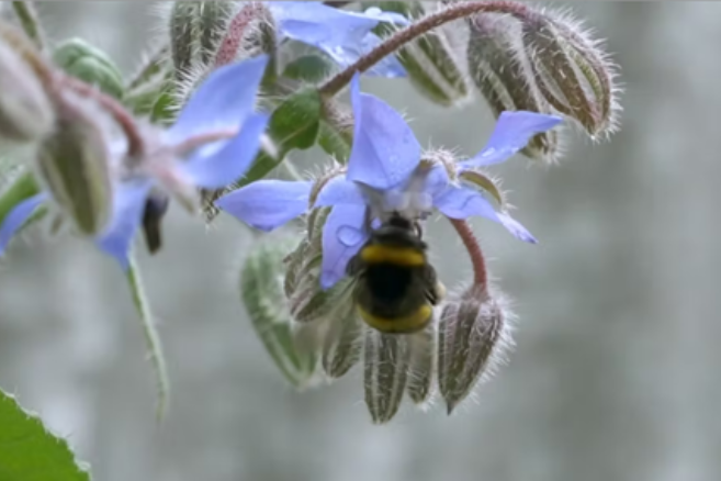 Honey bee pollenating a flower. 