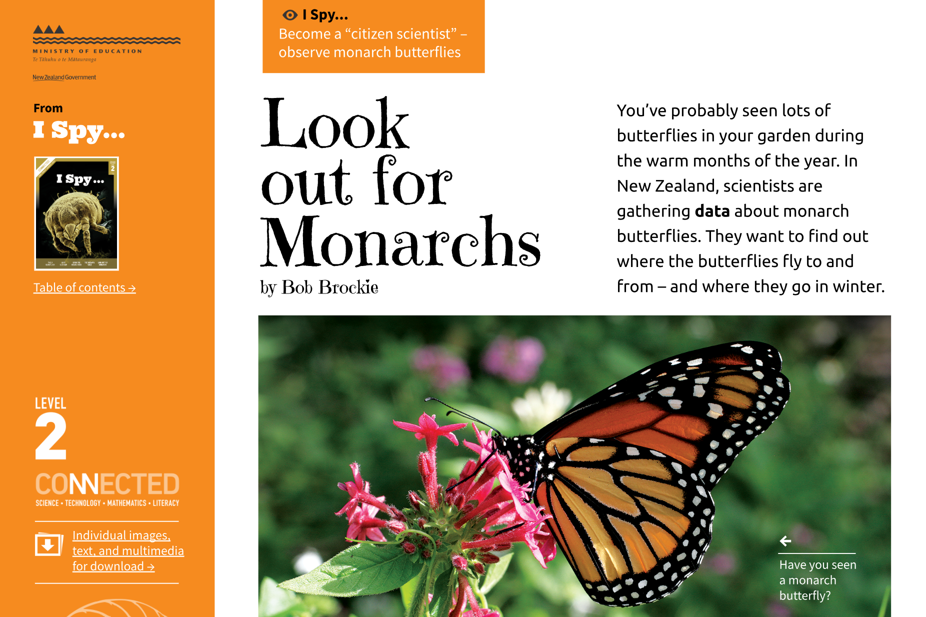 Image for look out for monarchs january 2013