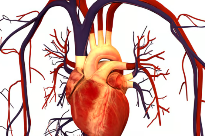 Image of an anatomical heart and connecting veins.