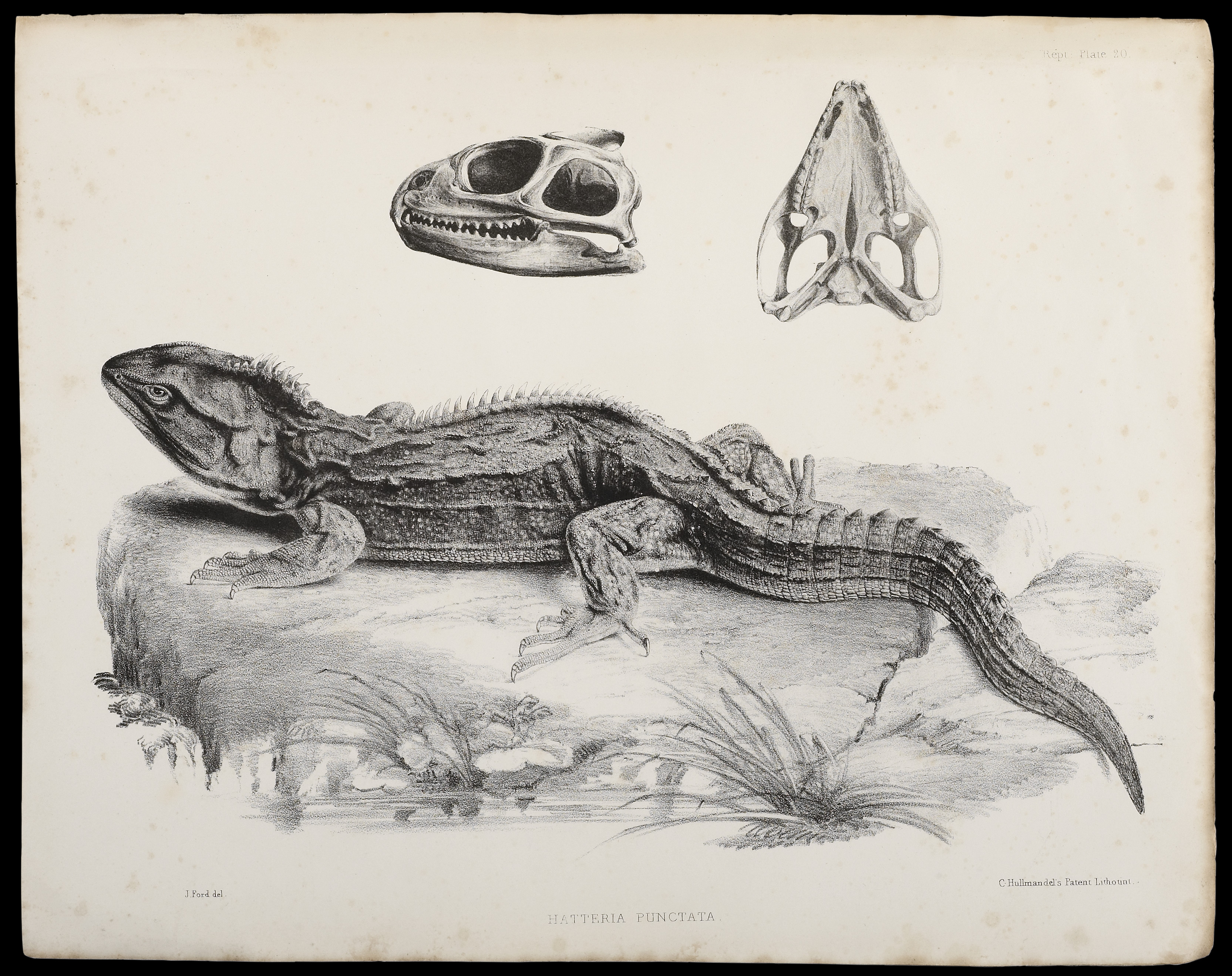 A hand drawn sketch of a tuatara. 