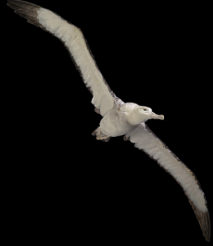 A photograph of an albatros with its wings outstretched. 