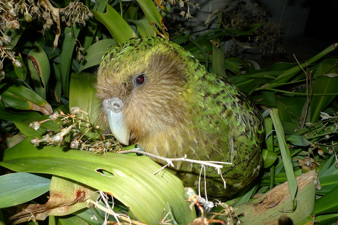 Photograph of a kākāpō sitting on the forest floor amongst the bush.