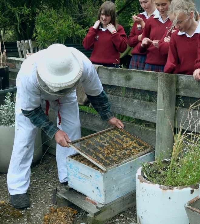 Beekeeper checking hives.