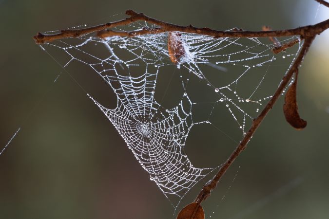 Spider web resting between two branches on a tree, lightly drizzled with raindrops.