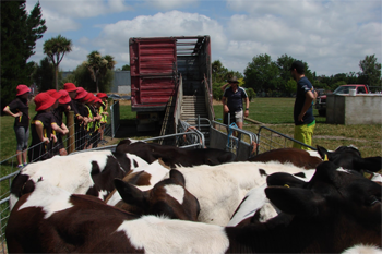 A group of students watching two men herd cows onto a truck.