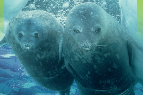 Seals swimming