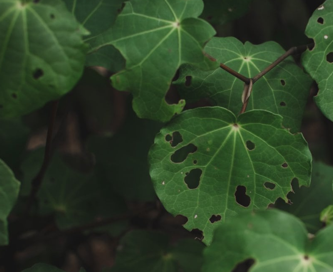 Kawakawa leaf bush.