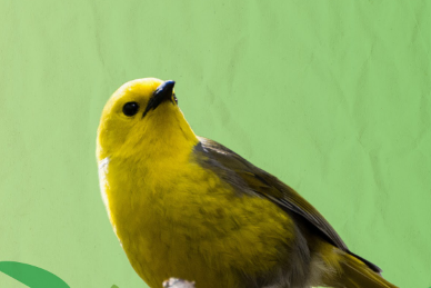 Photograph of a yellow bird