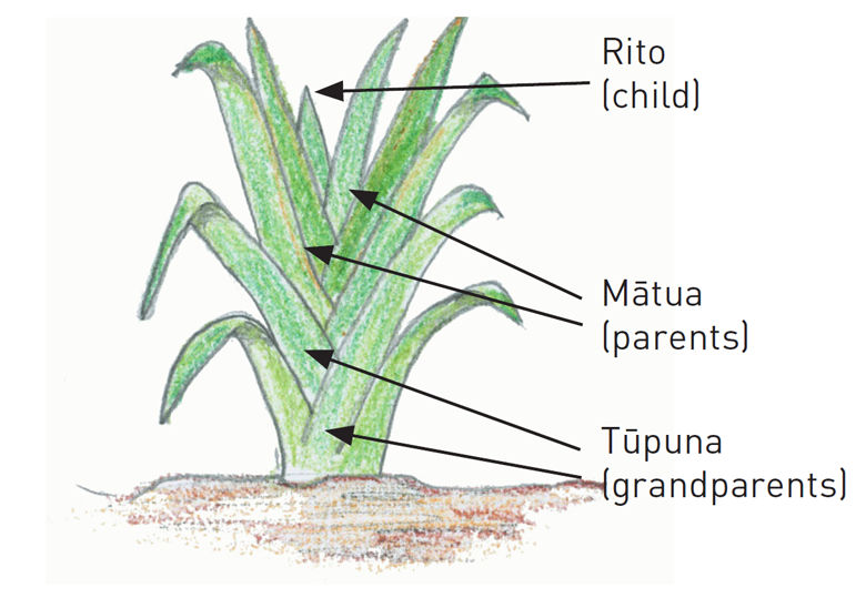 He pā harakeke e whakaatu ana i te tūpuna, i ngā mātua me te rito