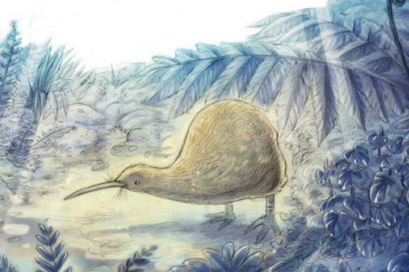 Illustration of a kiwi.