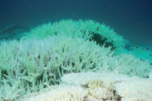 Coral on the Great Barrier Reef