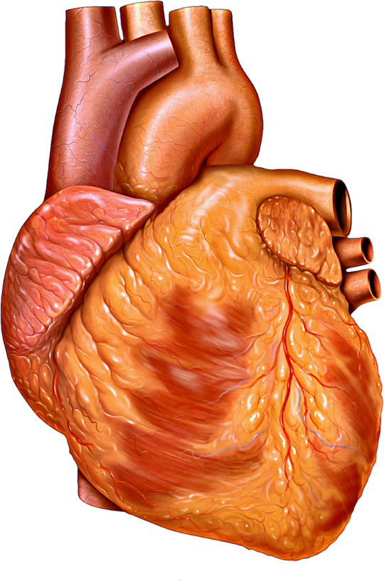 Photo of standard human heart