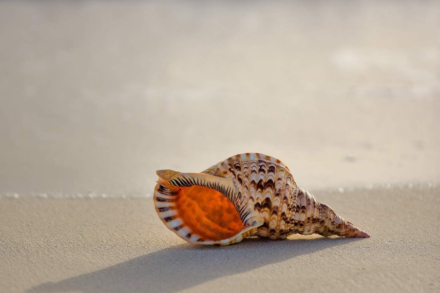 A conch or foafoa seashell lying in the sand. 