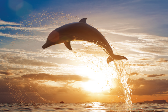Dolphin leaping out of the ocean during sunrise.