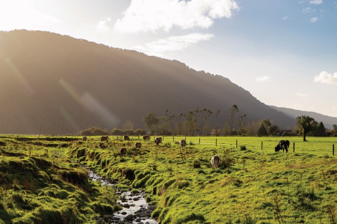 A field with a creek running down the middle and cows grazing on grass.