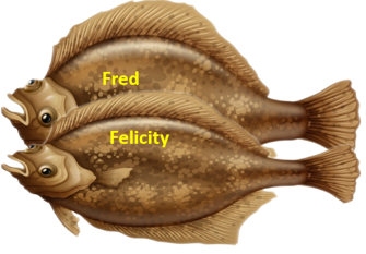 Two flounder fish, captioned "Fred" and "Felicity", placed on top of each other.