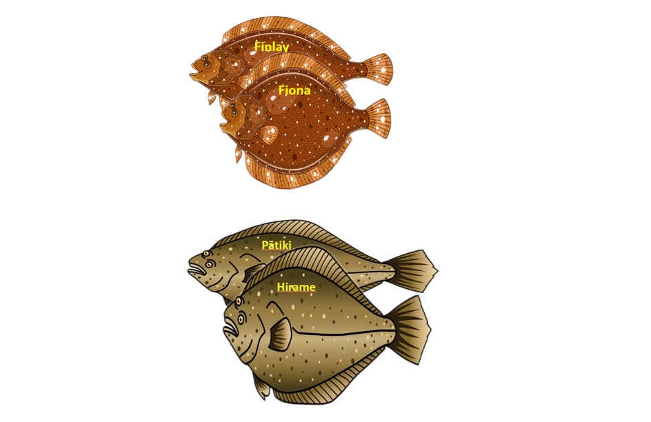 Two pairs of flounder fish overlapping each other: the first pair, named Finlay and Fiona; and the second pair, named Pātiki and Hirame.