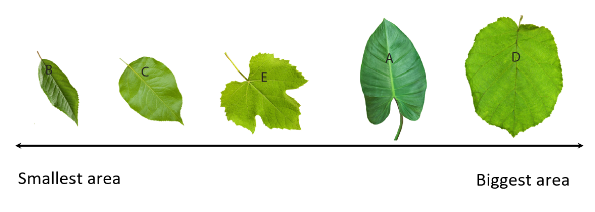Leaves B, C, D, A, and E ordered on the continuum from smallest area to biggest area in leaf size.