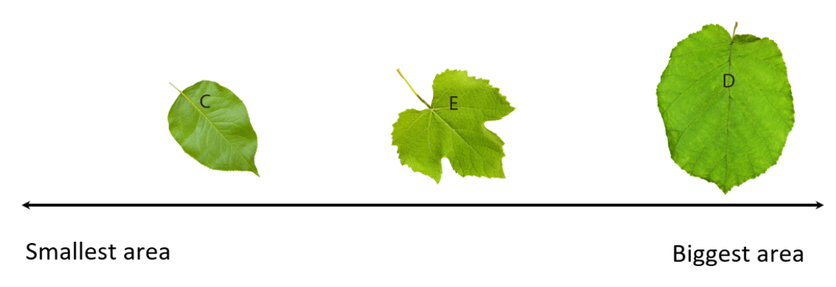 Leaves C, D, and E ordered on the continuum, smallest to largest area.