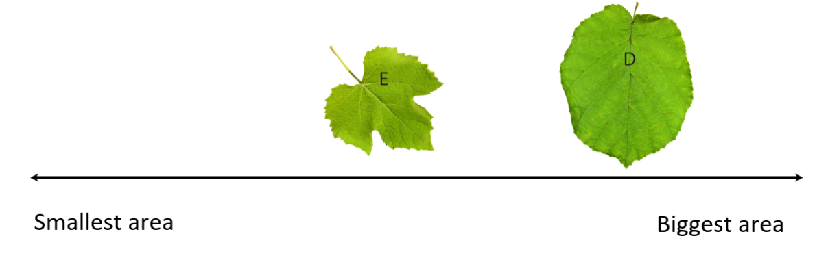 Leaves D and E ordered on the continuum from smallest area sized leaf to biggest area sized leaf.