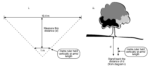 A diagram offering teaching instructions, using a tree as an example. 