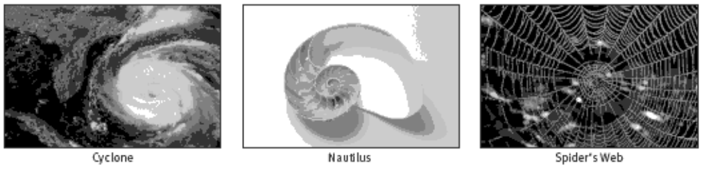 A cyclone, nautilus and a spider's web.