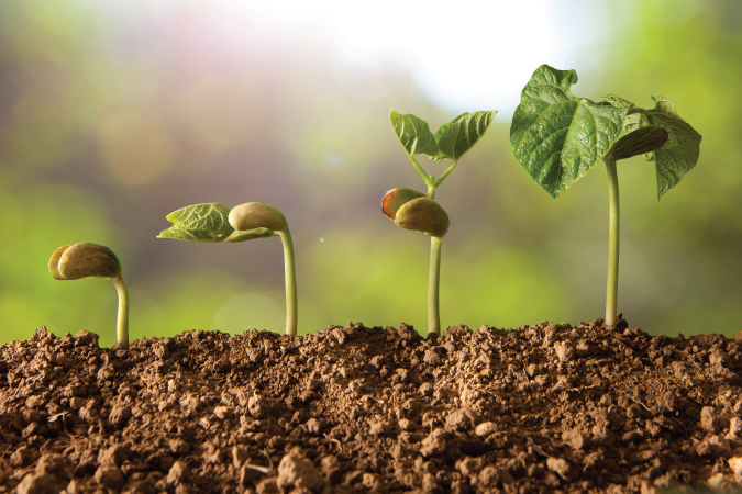 A few small plants sprout out of a dirt mound.