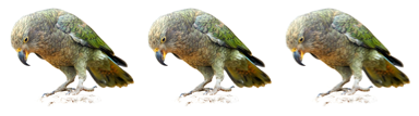 Three kea cards in a line.