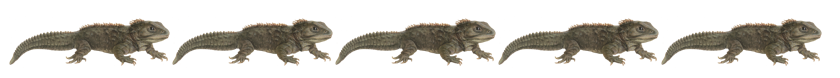 Five tuatara in line.