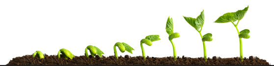 A bean plant seedling at eight different stages of growth.