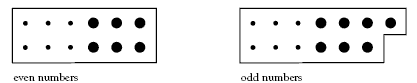 A model showing even and odd numbers.