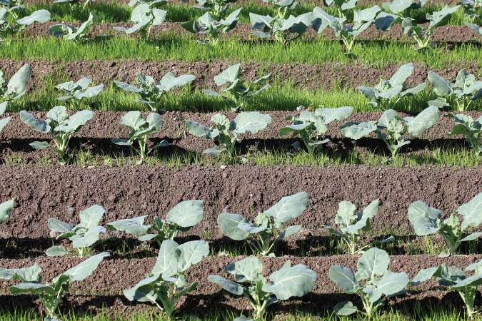 A garden filled with five rows of broccoli plants. 