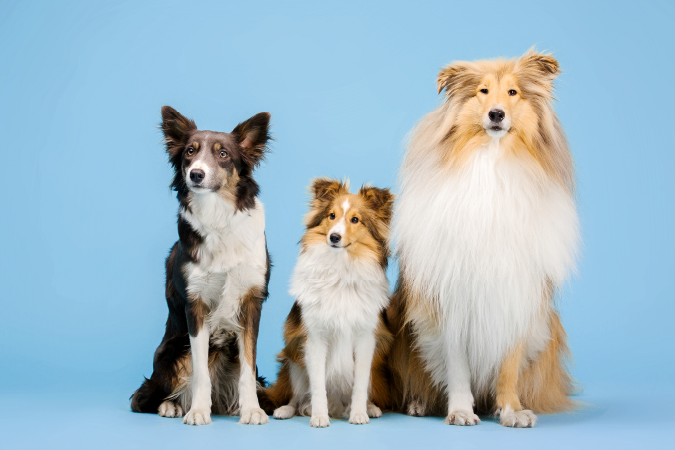 My dogs