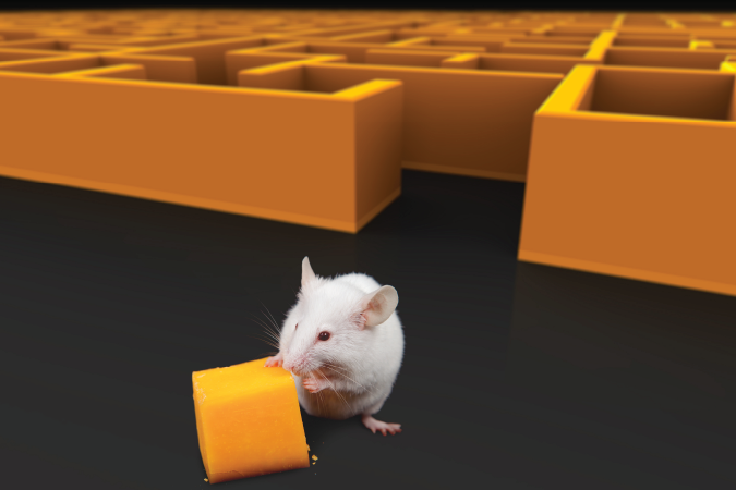 White mouse nibbling on a piece of cheese outside a maze. 