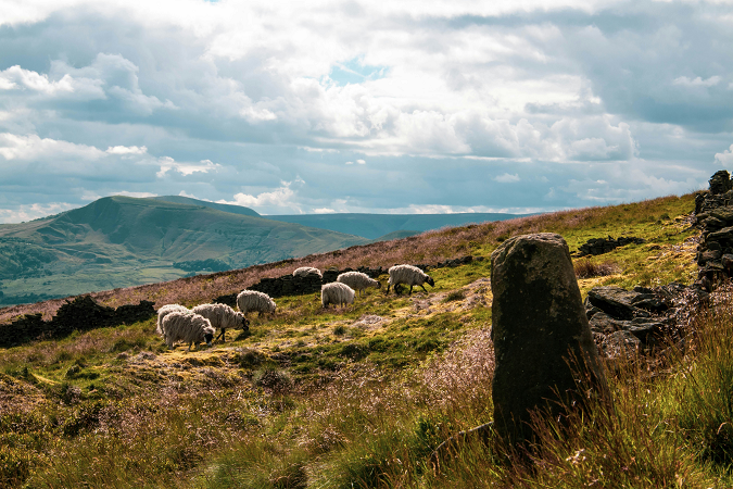 Sheep are grazing on the hillside.