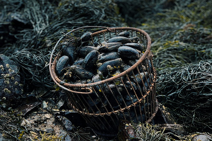 Basket of mussels on rocky shore.