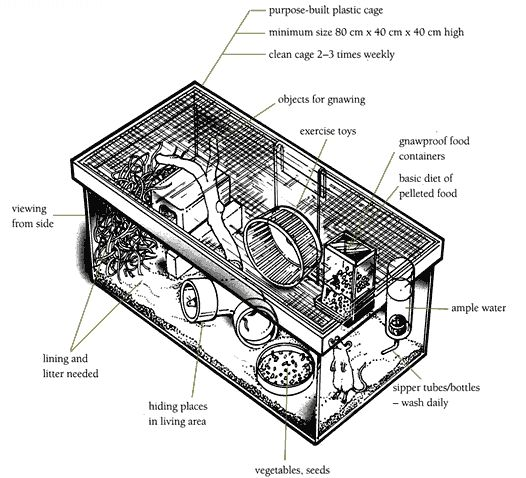 A diagram of a rat cage.