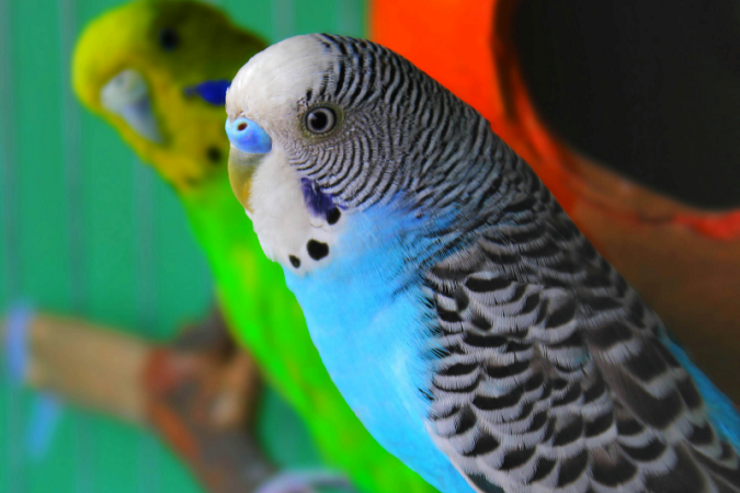 Two budgies perched on a stick - one blue and one green.