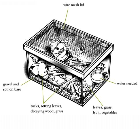 Snail vivarium diagram.