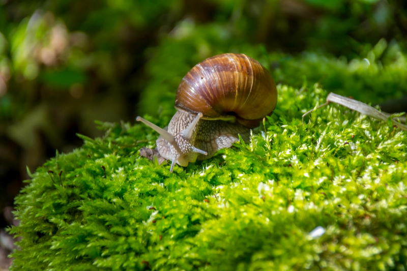 A brown snail on moss.