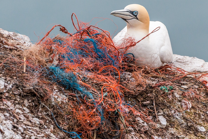 Photograph of a seabird sitting in plastic.