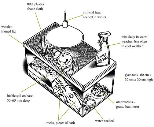 Field cricket tank diagram.