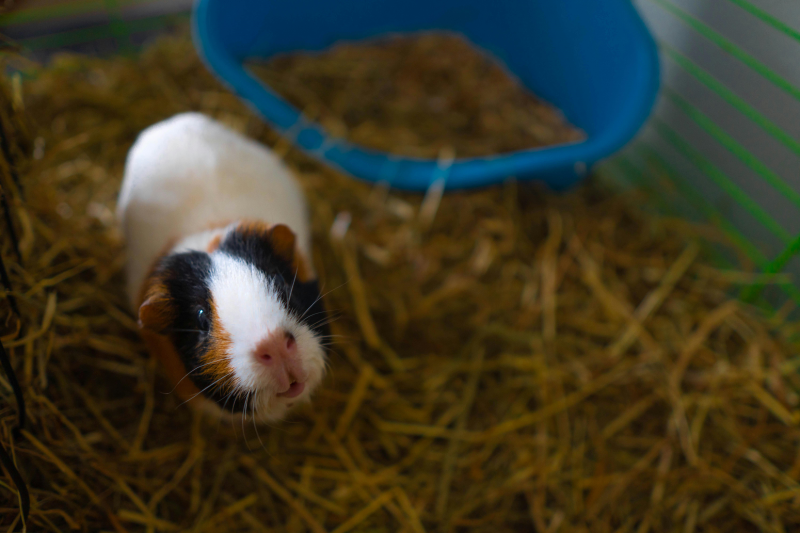 A guinea pig in a cage.