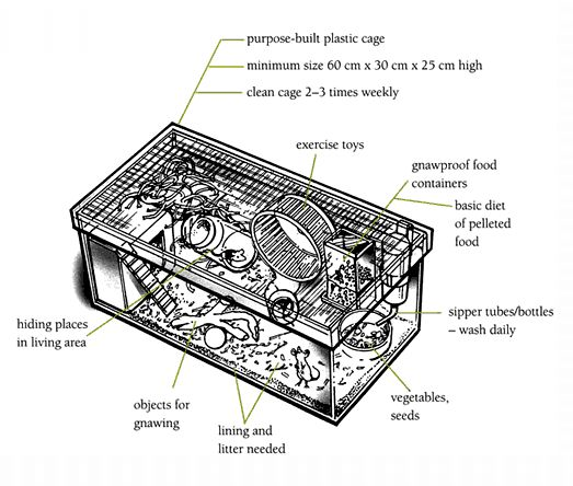 Diagram of a mice cage.